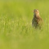 Skrivan polni - Alauda arvensis - Sky Lark 4545